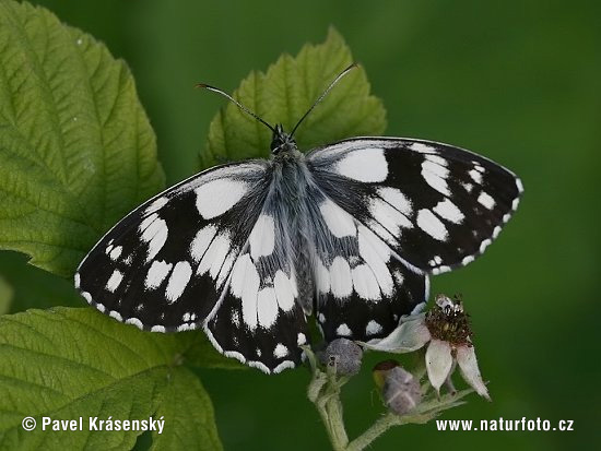 Schachbrett Schmetterling