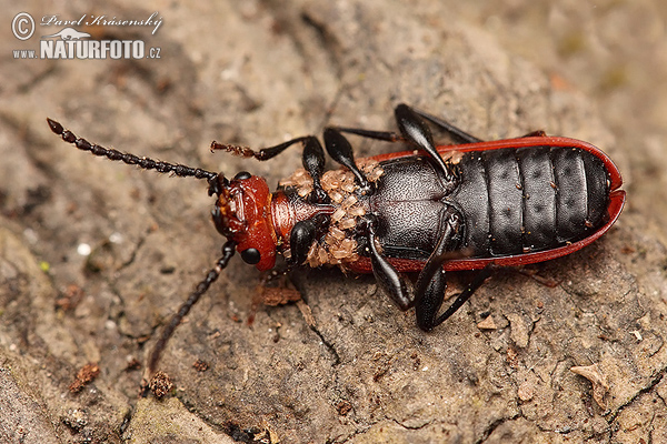 Scharlachroter Plattkäfer