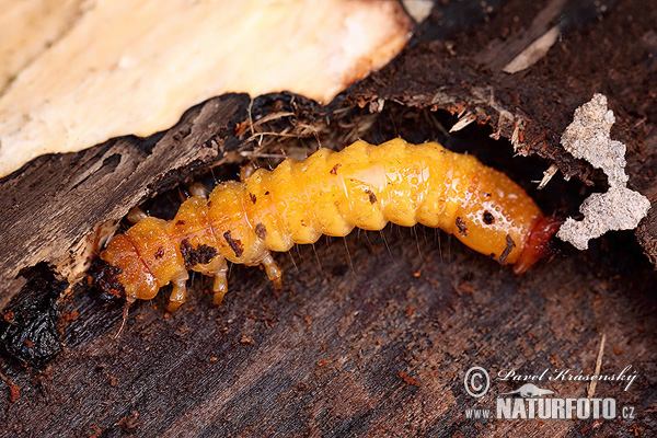 Scharlachroter Plattkäfer