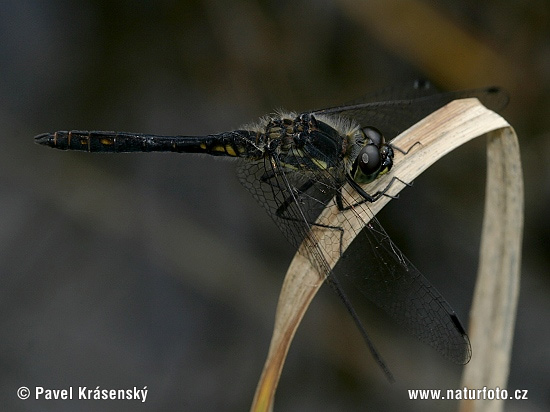 Schwarze Heidelibelle