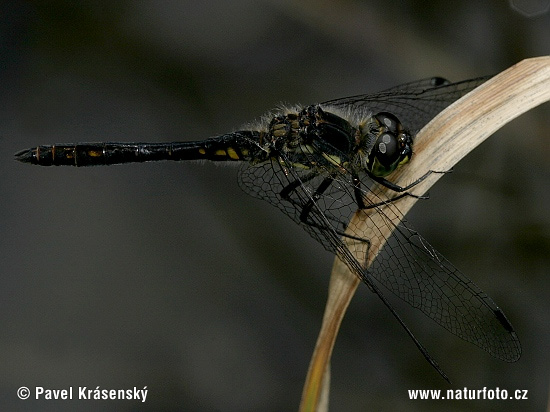 Schwarze Heidelibelle