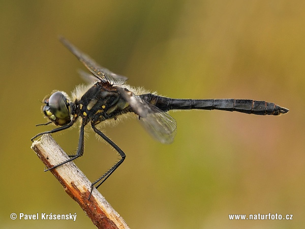 Schwarze Heidelibelle