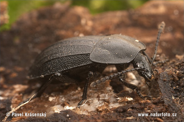 Schwarzer Schneckenjäger