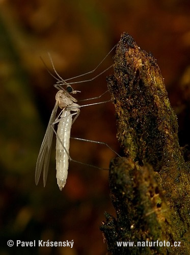 Sylvicola fenestralis