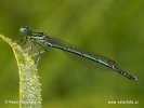 Blaue Federlibelle