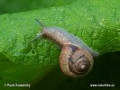 Genabelte Strauchschnecke