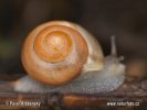 Genabelte Strauchschnecke