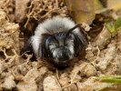 Sandbienen