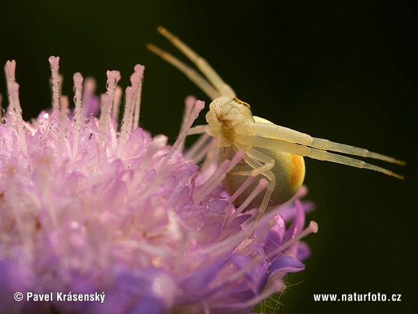 Veränderliche Krabbenspinne