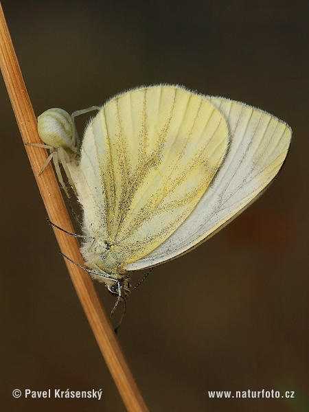 Veränderliche Krabbenspinne