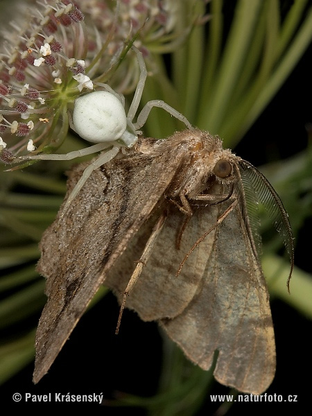 Veränderliche Krabbenspinne