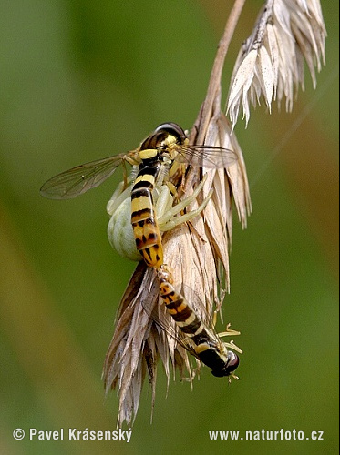 Veränderliche Krabbenspinne