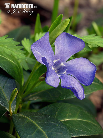 小蔓长春花照片 圖片