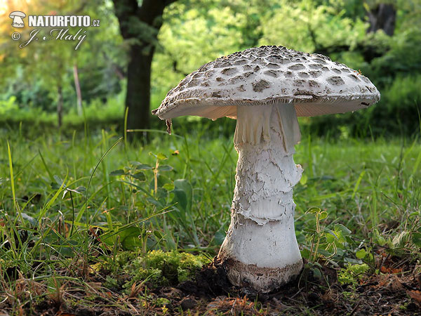 Amanita strobiliformis