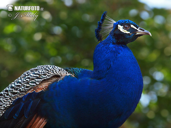 Blauer Pfau