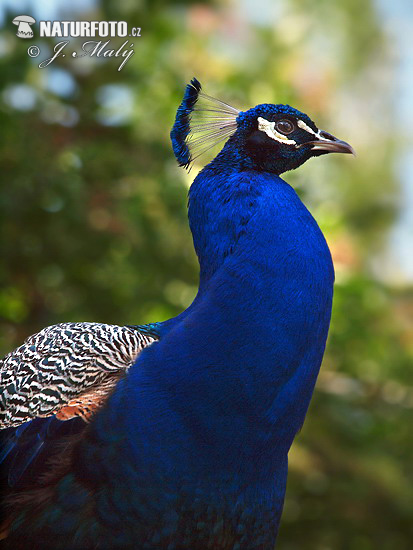 Blauer Pfau