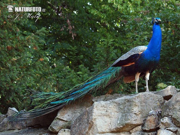 Blauer Pfau