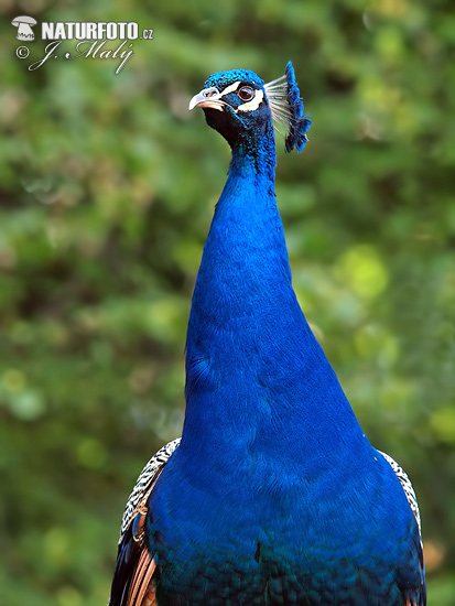 Blauer Pfau