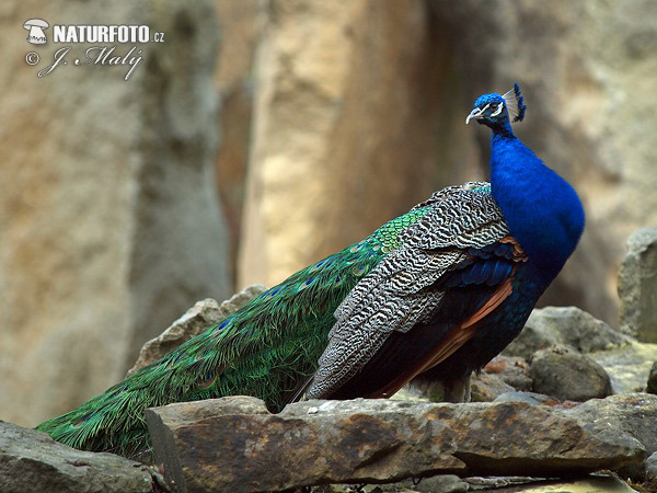 Blauer Pfau