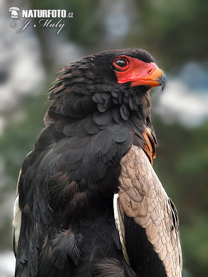 Gaukler Vogel