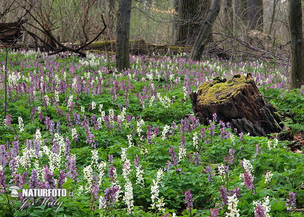 Hohler Lerchensporn - Hohlknolliger Lerchensporn