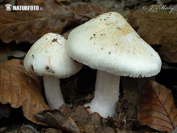 inocybe de Patouillard