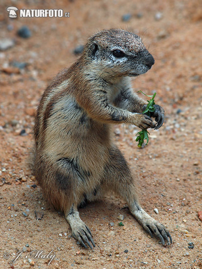 Kap-Borstenhörnchen