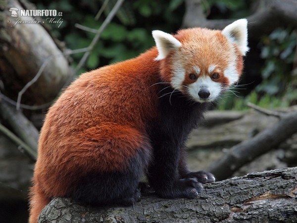 Kleiner Panda