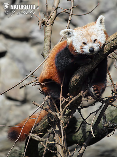 Kleiner Panda