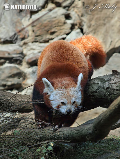 Kleiner Panda