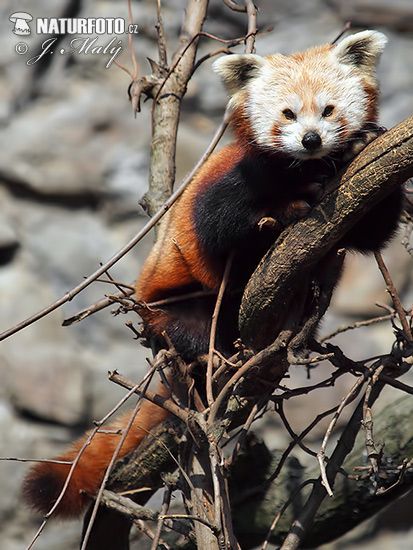 Kleiner Panda