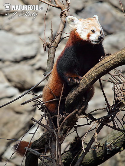 Kleiner Panda