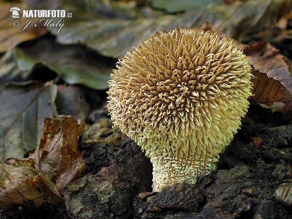 Lycoperdon echinatum