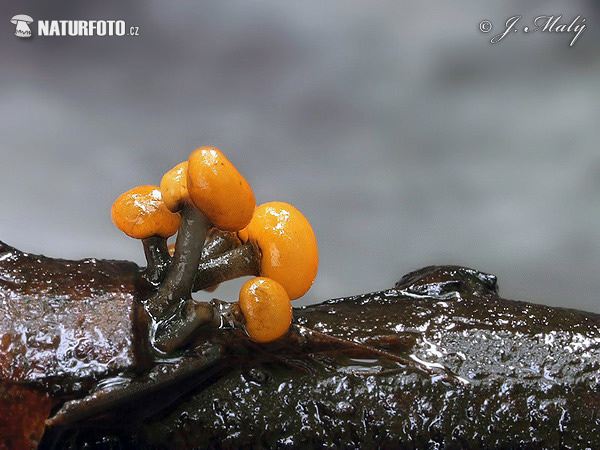 oranjegeel draadspoorschijfje