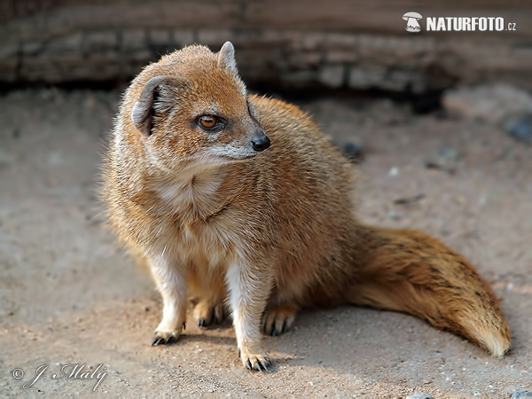 Rooimeerkat