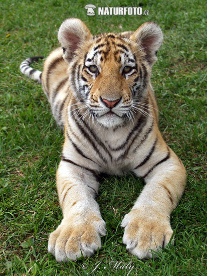 Sibirski tigar