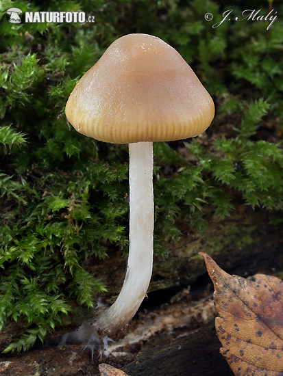 silocybe de Bohême