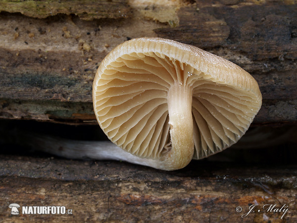 silocybe de Bohême