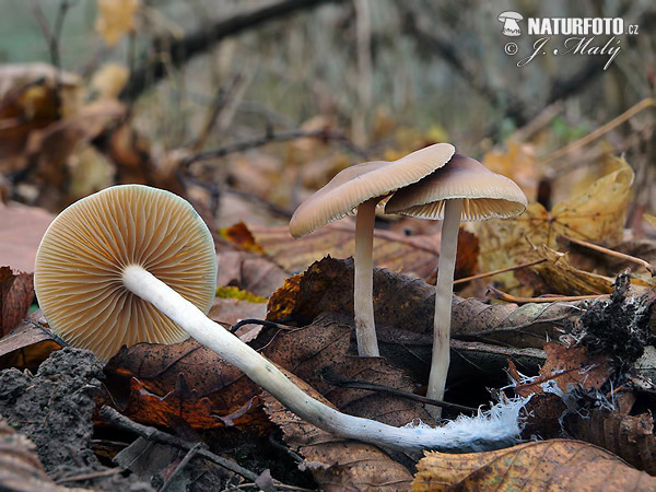 silocybe de Bohême