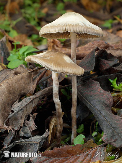 silocybe de Bohême