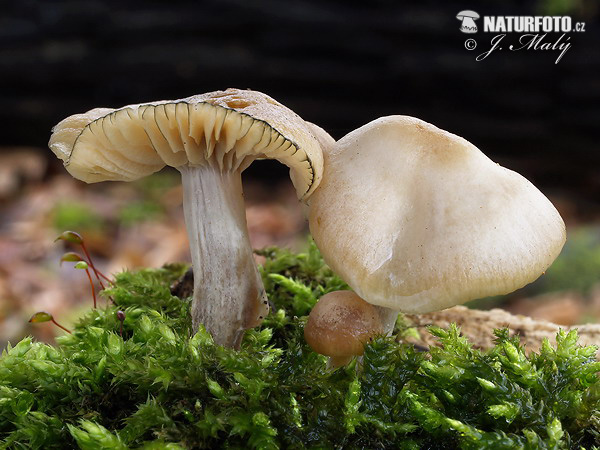 silocybe de Bohême