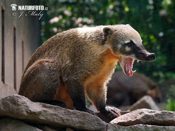 Südamerikanischer Nasenbär