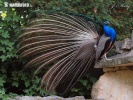 Blauer Pfau