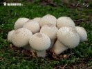 Gasteroid mushrooms (Homobasidiomycetes (Gasterales))