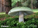 Gilled mushrooms (Homobasidiomycetes (Agaricales))