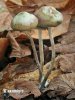 silocybe de Bohême