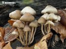 silocybe de Bohême