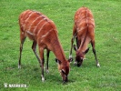 Tragelaphus spekei gratus