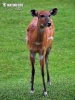 Tragelaphus spekei gratus