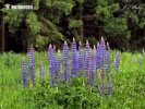 Vielblättrige Lupine